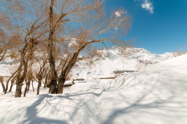 Himalayalar'da kışları kuru ağaç - Türkiye