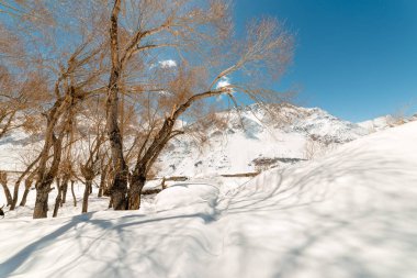 Himalayalar'da kışları kuru ağaç - Türkiye