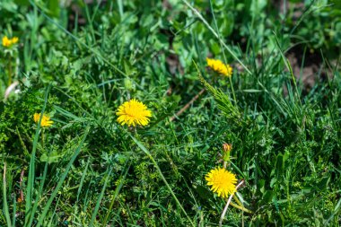 Güzel sarı çiçekleri olan bahar arkaplanı