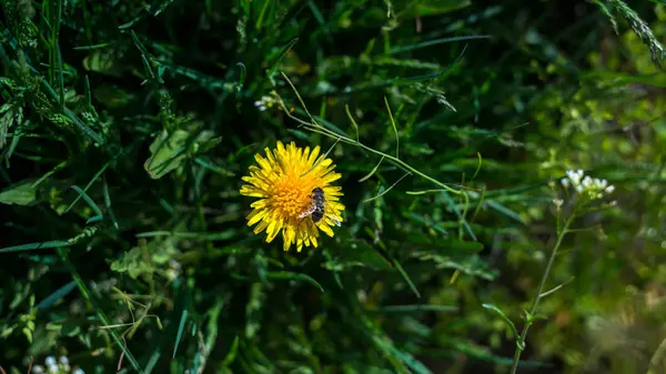 Spring background with beautiful yellow flowers — Stock Photo, Image