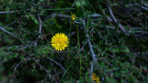 Spring background with beautiful yellow flowers — Stock Photo, Image