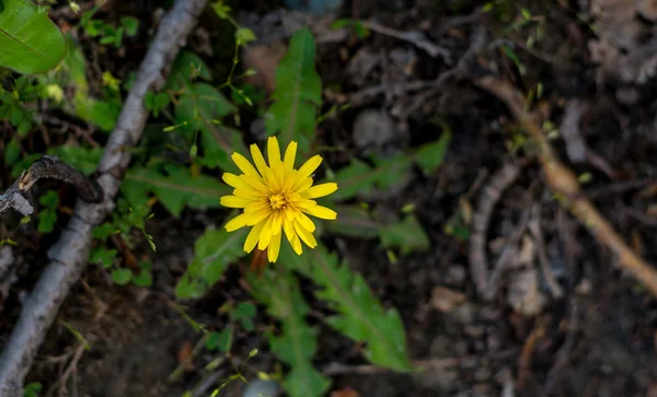Fondo de primavera con hermosas flores amarillas — Foto de Stock