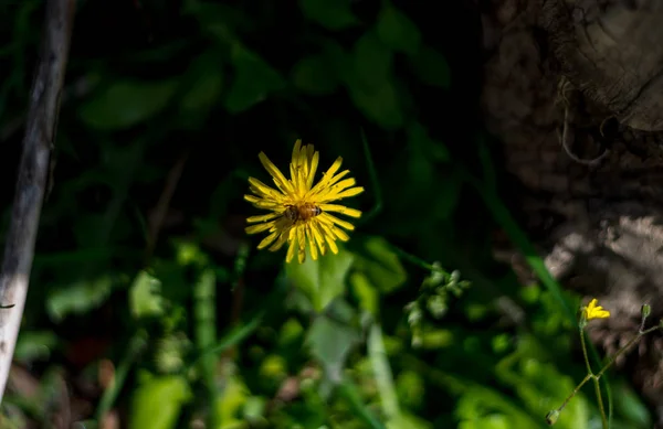 Fond printanier avec de belles fleurs jaunes — Photo