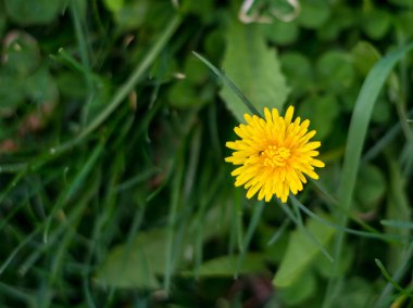 Güzel sarı çiçekleri olan bahar arkaplanı