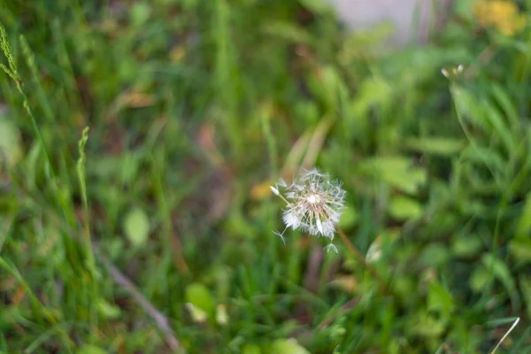 Fundo de primavera com belas flores amarelas — Fotografia de Stock