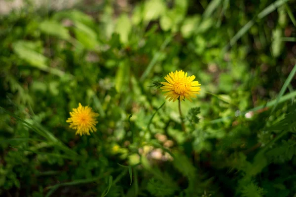 Fundo de primavera com belas flores amarelas — Fotografia de Stock