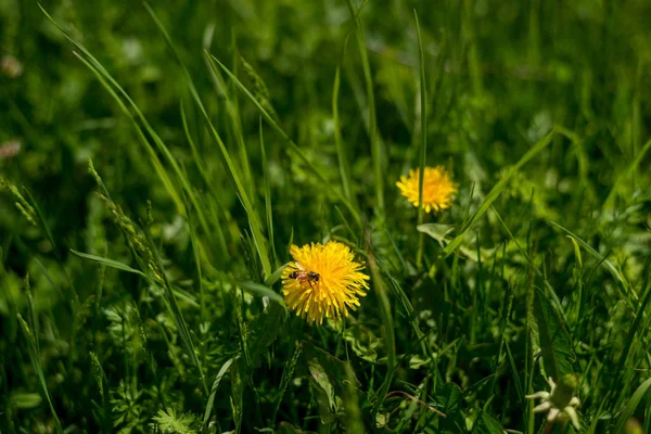 Tavaszi háttér gyönyörű sárga virágok — Stock Fotó
