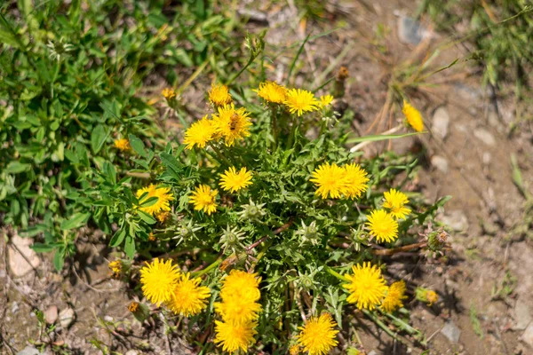 Fond printanier avec de belles fleurs jaunes — Photo