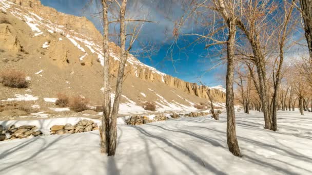 Árvore sombra timelapse em invernos timelapse — Vídeo de Stock