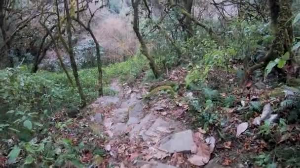 Trekking Nagland Dzukou Valley — Vídeo de Stock