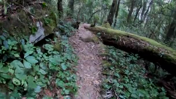 Leśny Trek Dolinie Dzukou Nagaland Północno Wschodnich Indiach — Wideo stockowe