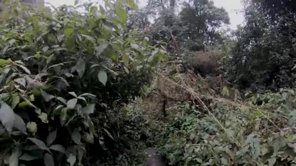 Лесной Поход Долине Дзукоу Нагаленд Северо Восточная Индия — стоковое видео