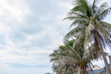 Palmiye ağacı, deniz mavi gökyüzü arka plan ile en güzel resmi