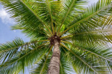 Palmiye ağacı, deniz mavi gökyüzü arka plan ile en güzel resmi