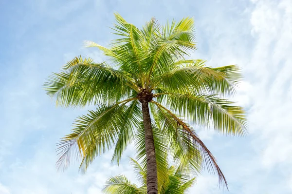 Palmiye ağacı, deniz mavi gökyüzü arka plan ile en güzel resmi