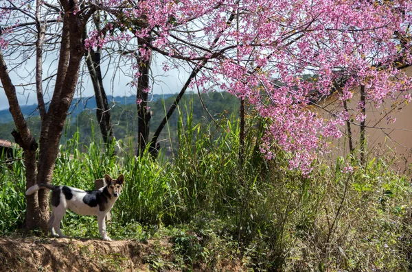 Anak Anjing Bermain Taman — Stok Foto