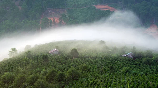 Plato, Dalat hightland Vietnam üzerinde sis