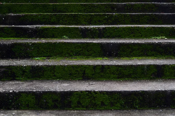 Escalier Qui Pousse Mousse Avec Fond Ancien Classique — Photo