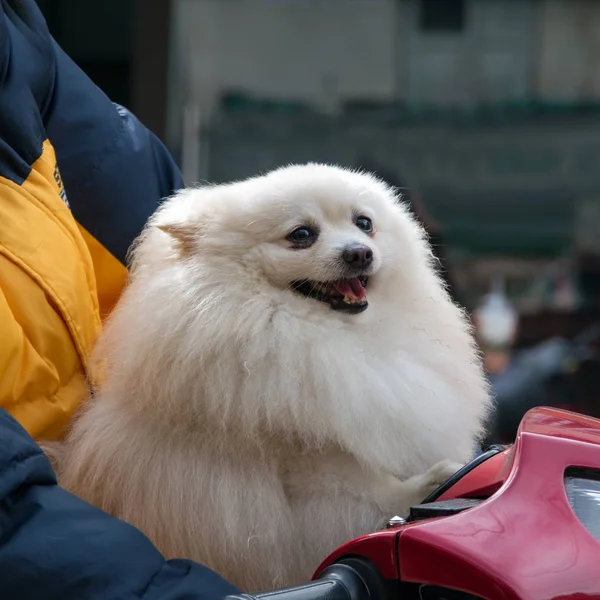 Cão Está Brincar Caminhar Floresta — Fotografia de Stock