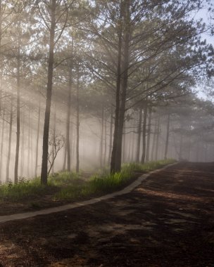 Arka plan çam ormanı ile sis ve güneş ışınları şafak, gündoğumu