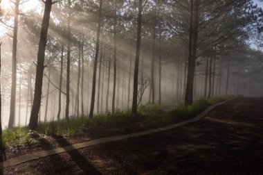 Arka plan çam ormanı ile sis ve güneş ışınları şafak, gündoğumu