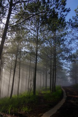 Arka plan çam ormanı ile sis ve güneş ışınları şafak, gündoğumu