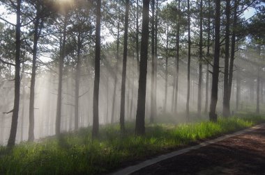 Arka plan çam ormanı ile sis ve güneş ışınları şafak, gündoğumu