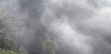 Arka plan çam ormanı ile sis ve güneş ışınları şafak, gündoğumu