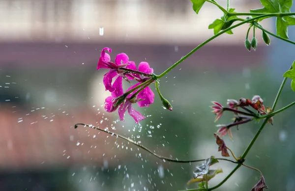 Fiore Sotto Pioggia Immagine Nell Arte — Foto Stock