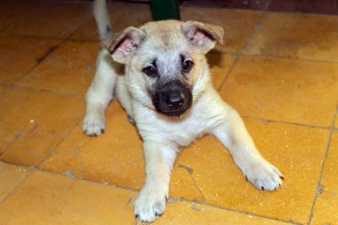 Benim köpek yavrusu ev: evde beslenen hayvan, hayvan...