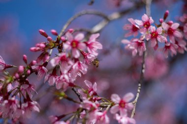 Arka plan çiçek çiçekler ile bu sık görülen bir kiraz çiçekleri türünde değil. Bunun bilimsel adı Prunus cerasoides, Doğu Asya ve Güney Asya'büyüyor