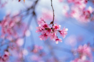 Arka plan çiçek çiçekler ile bu sık görülen bir kiraz çiçekleri türünde değil. Bunun bilimsel adı Prunus cerasoides, Doğu Asya ve Güney Asya'büyüyor