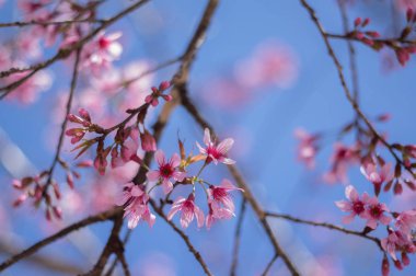 Arka plan çiçek çiçekler ile bu sık görülen bir kiraz çiçekleri türünde değil. Bunun bilimsel adı Prunus cerasoides, Doğu Asya ve Güney Asya'büyüyor