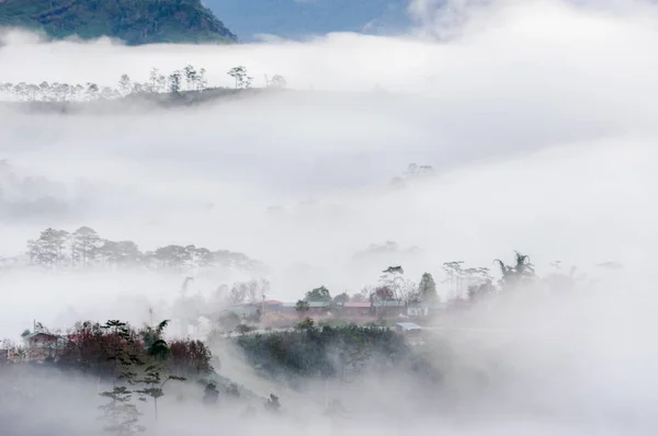 Ομίχλη Του Κτηματολογίου Οροπέδιο Νταλάτ Βιετνάμ Φόντο Πευκοδάσος Ομίχλη Και — Φωτογραφία Αρχείου
