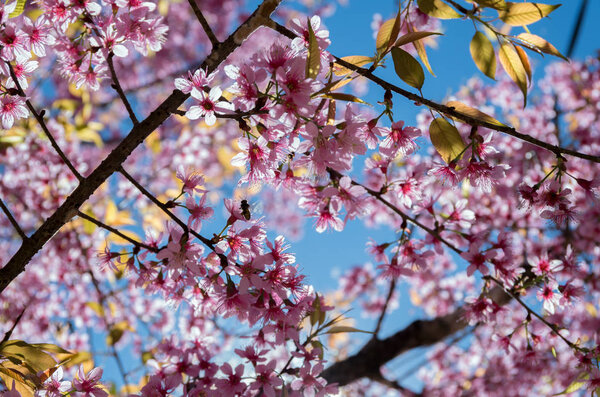 Background with blossom flowers, This is not the type of cherry blossoms often seen. Its scientific name is Prunus cerasoides, it grow in East Asia and South Asia