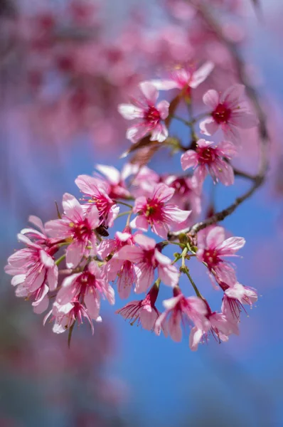 Fundo Com Flores Flor Este Não Tipo Flores Cerejeira Muitas — Fotografia de Stock