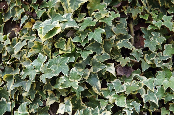 Wijnstokken Hebben Unieke Bladeren Het Hout — Stockfoto