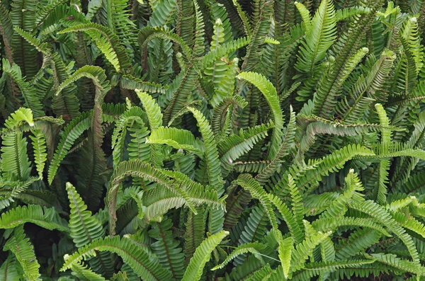 Background Ferns Fresh Nature — Stock Photo, Image