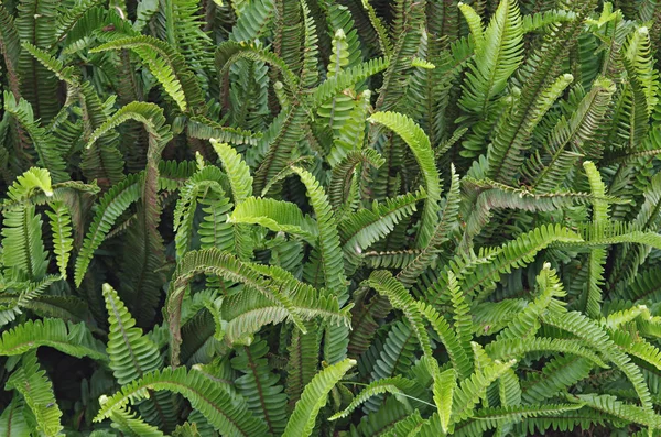 Hintergrund Mit Farnen Frisch Aus Der Natur — Stockfoto