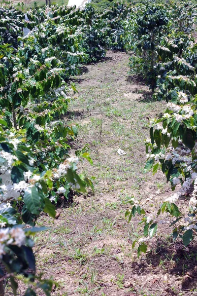 Kaffeebäume Blühen Kaffeefarmen Landwirtschaftliche Entwicklung Und Produktion — Stockfoto
