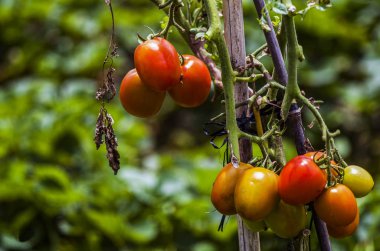 Domates bitki, domates tarlası olgunlaşır. Tarımsal üretim parçası