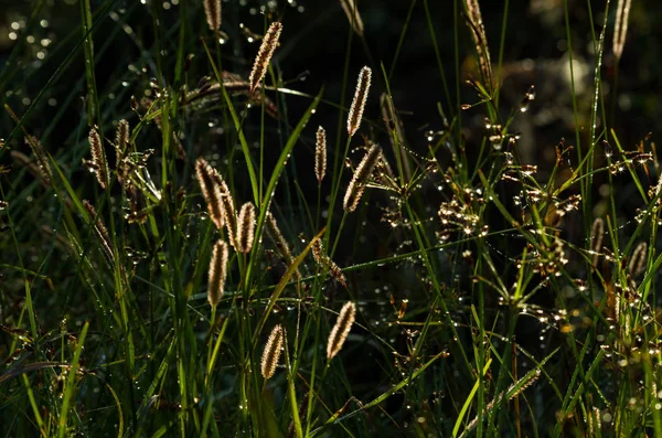 Weeds Stasr Light Photo Macro — Stock Photo, Image