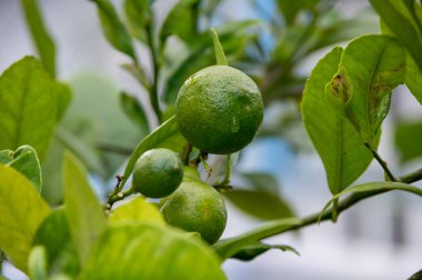  limon meyve, limon ağacı ve limon çiçekleri benim bahçede