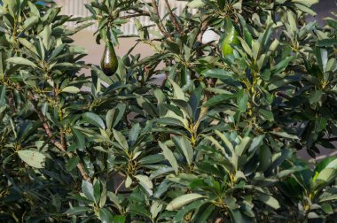 Avokado ağacı, ağaç, tropikal içinde yetişen bu bitkinin olgun avokado