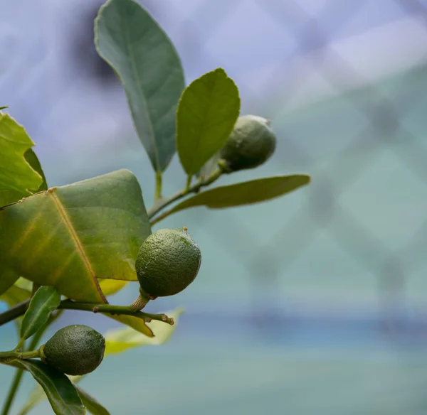 lemon fruits, lemon tree and lemon flowers in my garden