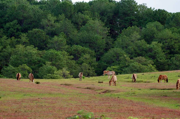 Caballos Salvajes Pastizales Meseta — Foto de Stock