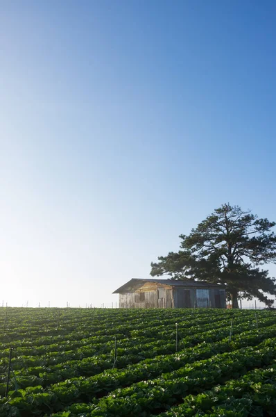 Haus Der Savanne Mit Frischem Gemüseanbau Und Blauem Himmel Sehr — Stockfoto