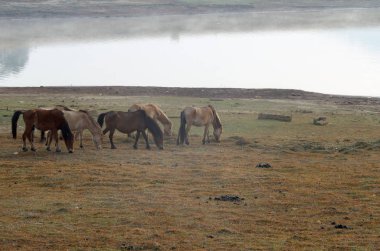 Vahşi atlar Lam Dong eyaleti, Vietnam Suoivang göl çayır bozkırlarında yaşayan. 1500 m yaylada yaşayan henüz safkan, vahşi atlar