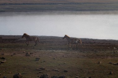 Vahşi atlar Lam Dong eyaleti, Vietnam Suoivang göl çayır bozkırlarında yaşayan. 1500 m yaylada yaşayan henüz safkan, vahşi atlar