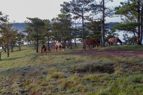 Los Caballos Salvajes Viven Las Estepas Del Prado Lago Suoivang — Foto de Stock